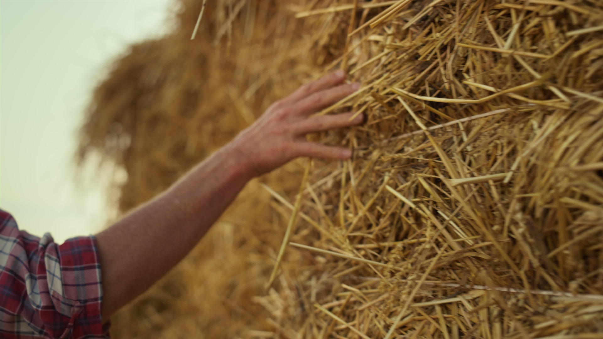 用手触摸稻草堆在茬农田里视频的预览图