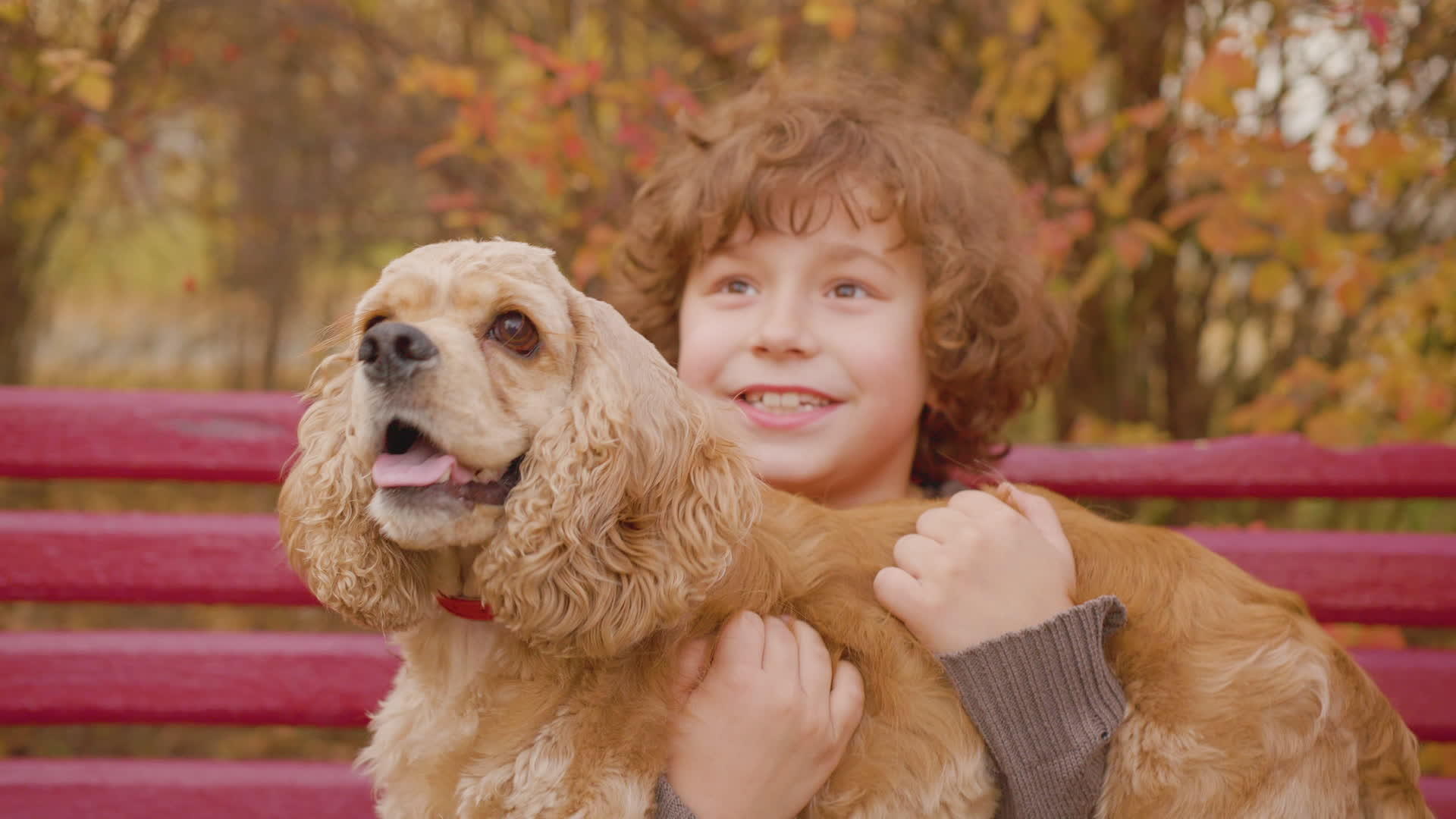 快乐的少年男孩在秋天公园的长椅上手里拿着一只可卡犬微笑着视频的预览图