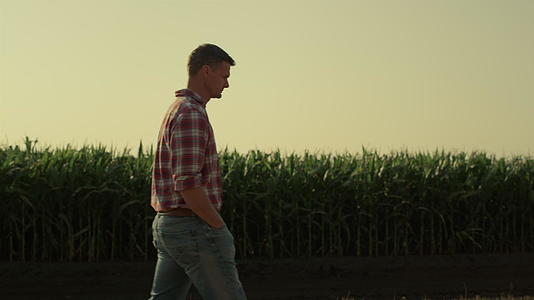 早晨农民们在阳光下行走玉米农田视频的预览图