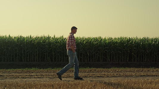 农业艺术家沿有机玉米田到乡间小路视频的预览图