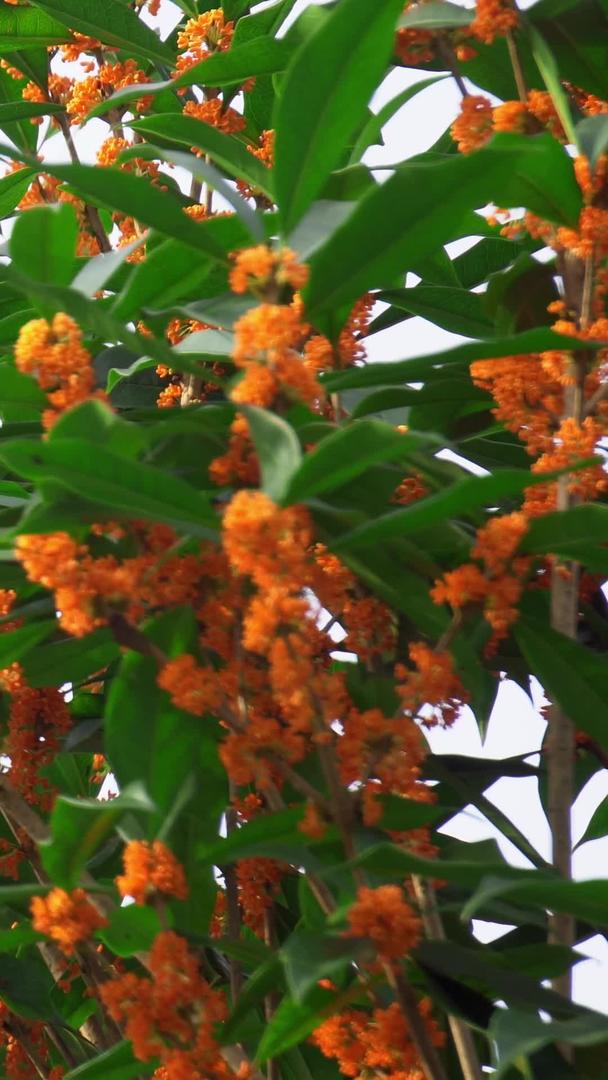 桂花盛开的桂花树实拍视频的预览图