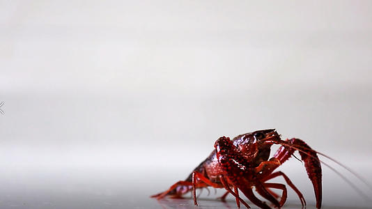 一只孤独的小龙虾视频的预览图