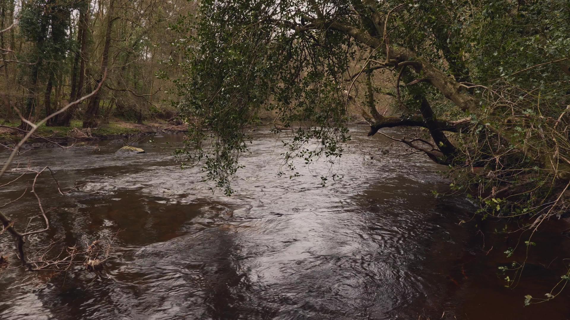 沿河的树林里有一条小径视频的预览图