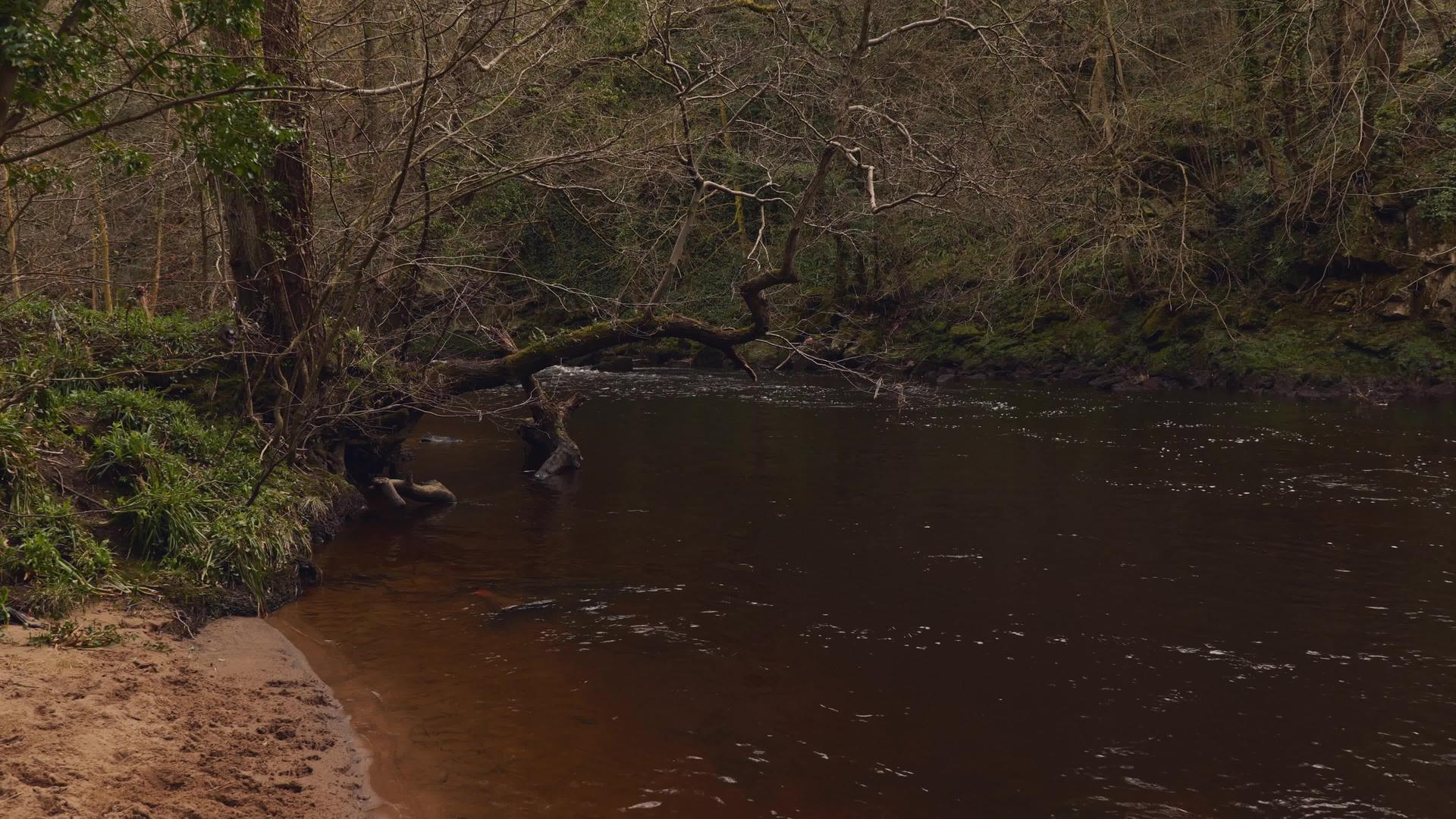 沿河的树林里有一条小径视频的预览图