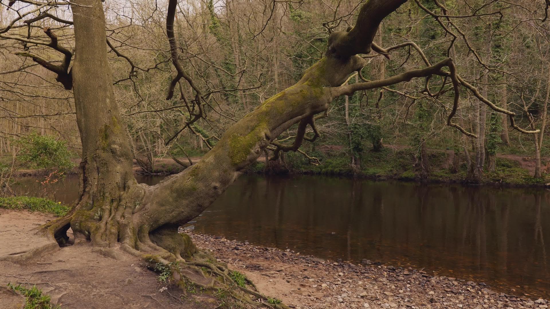 河边的一棵有趣的树视频的预览图