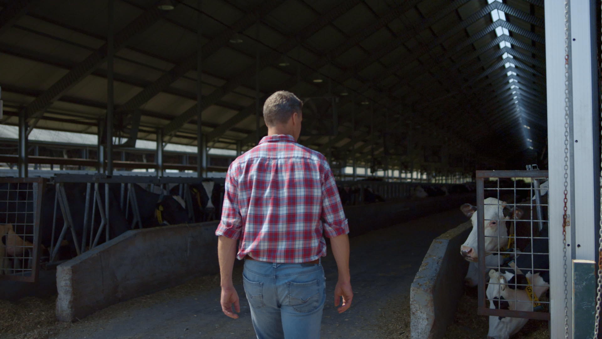 农民在现代畜牧场喂奶前在牛棚里行走视频的预览图