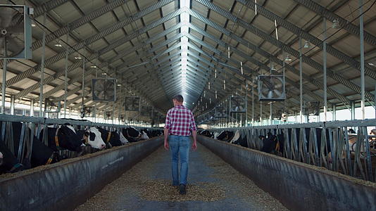 田地员工走在牛棚里一排排地看着奶牛视频的预览图