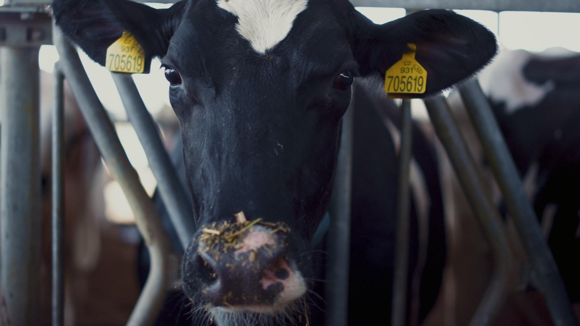 特写镜头母牛看相机站在围场养牛设施上视频的预览图
