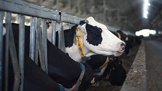 牛从饲养场吃干草环顾谷仓视频的预览图