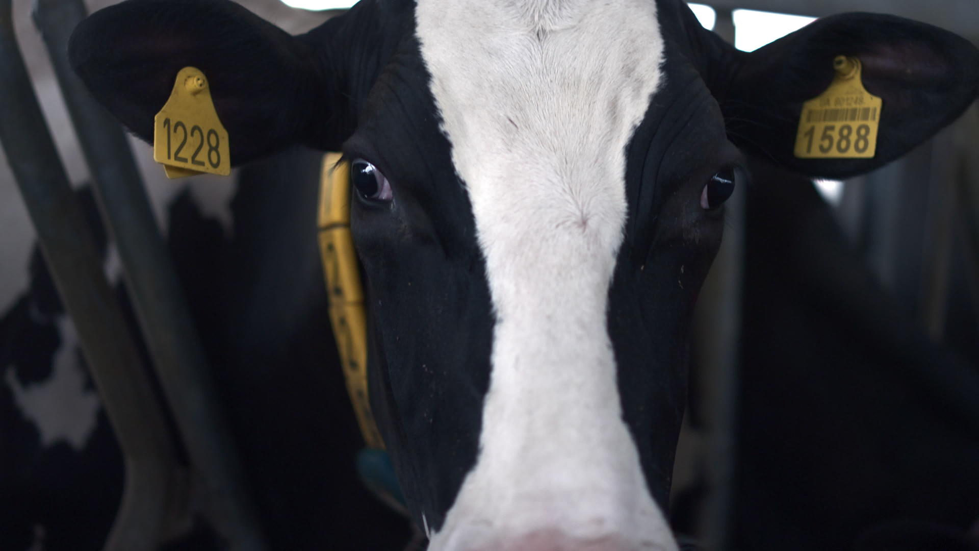 奶牛住在现代大牛棚里看着相机视频的预览图