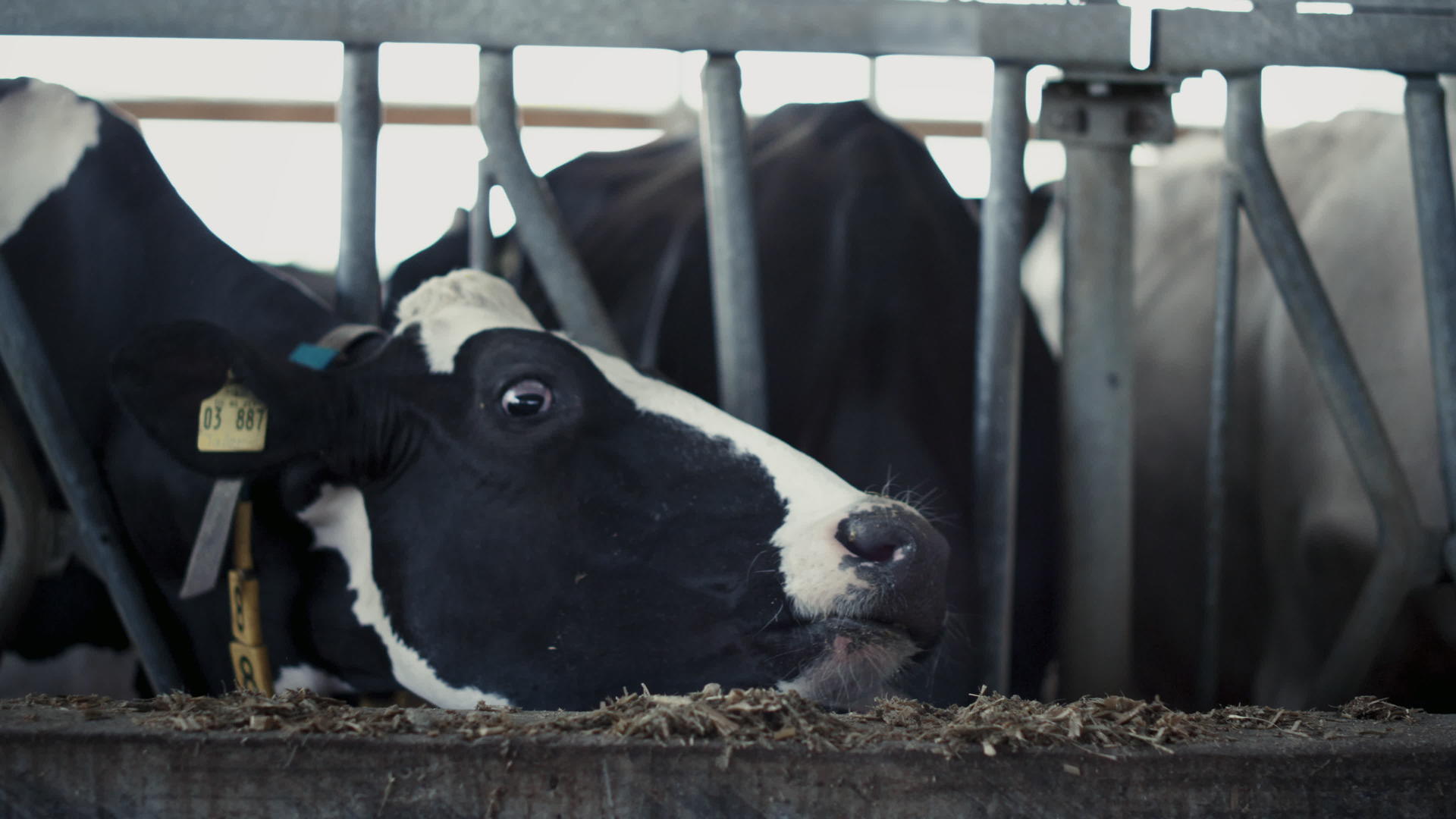 在牛棚特写镜头中健康的奶牛从饲养场吃稻草视频的预览图