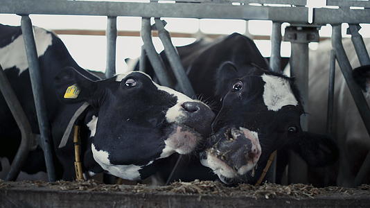 两头牛从养殖场站立的牛棚特写中获得食物视频的预览图