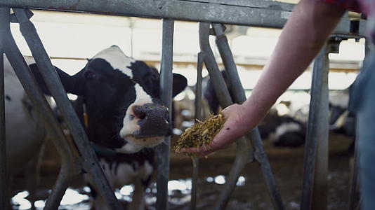 在牛棚里农民用手喂养牛群视频的预览图