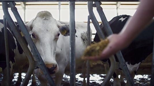在谷仓特写中农学家用干草喂养白牛视频的预览图