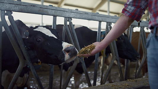 农夫把干草给站在谷仓里的奶牛视频的预览图