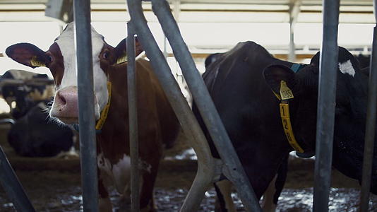 牛站在摊位上看着相机在牛棚里视频的预览图