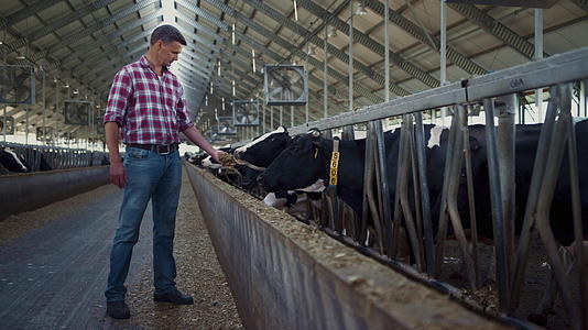 农场工人站在饲养场牛棚附近喂牛棚视频的预览图