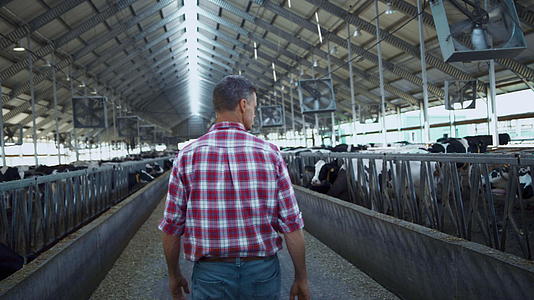 农业专家对现代牛棚奶牛场生产工艺进行分析视频的预览图