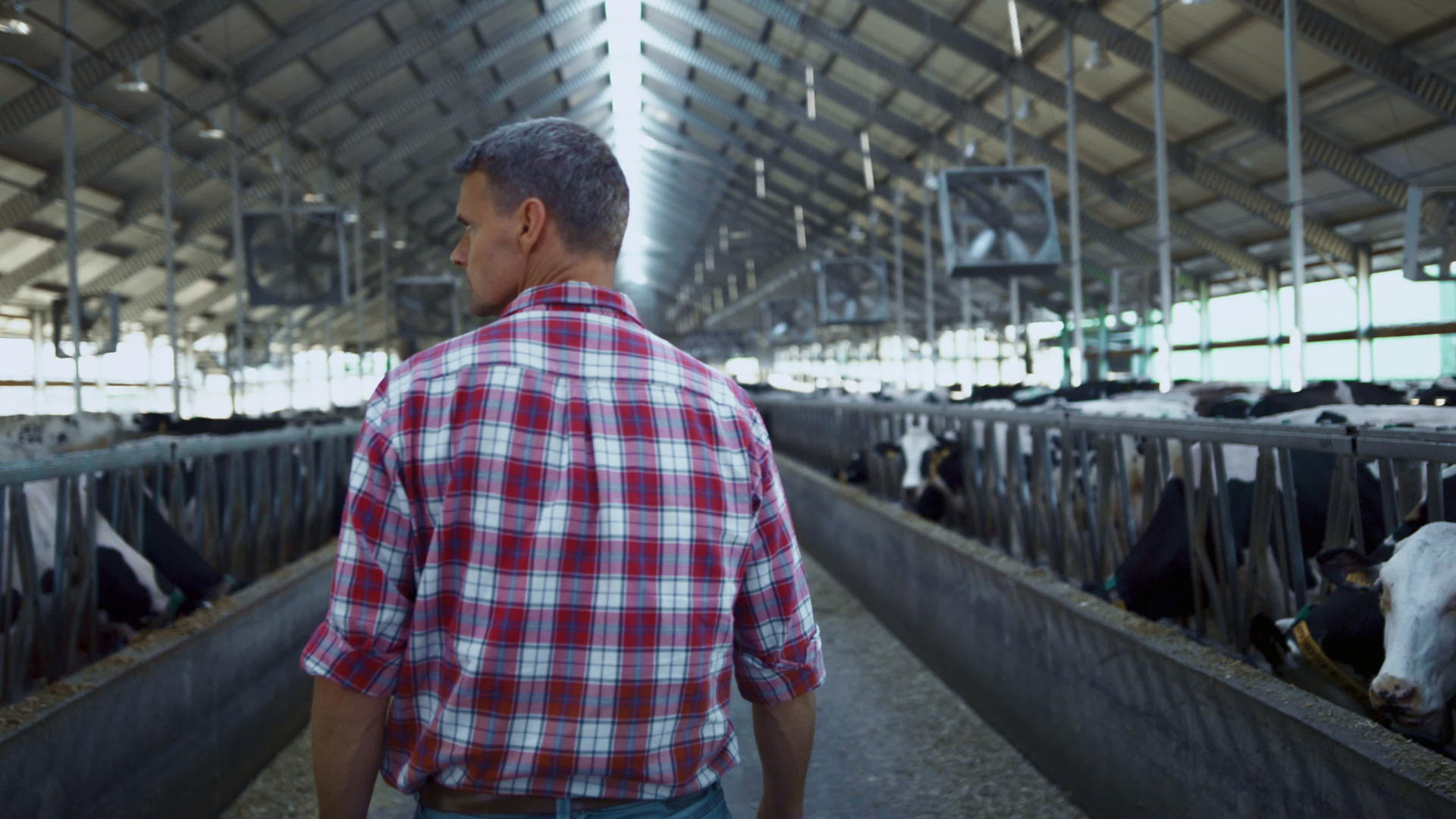 在两排现代谷仓之间农场企业家检查奶牛视频的预览图