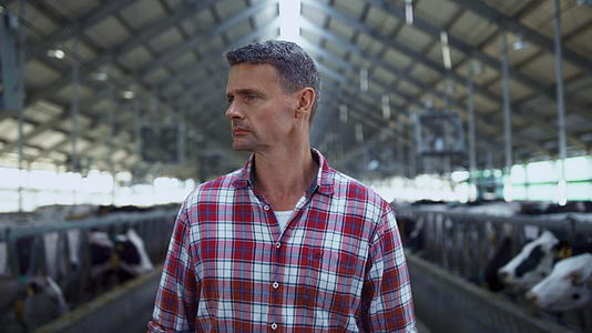 牲畜专家在牛排间步行农场检查牛棚视频的预览图