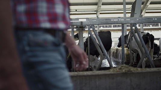 现代牛棚农民在牛排间行走视频的预览图