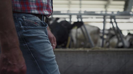 在农村农场特写镜头中牛棚工人行走谷仓检查牲畜健康状况视频的预览图