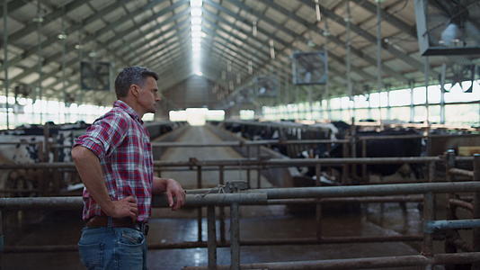 在看起来像牛棚的牲畜群中农场员工控制乳制品的生产视频的预览图