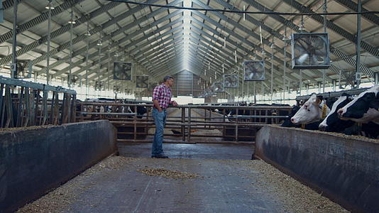 农场工人检查畜牧业在谷仓里看奶牛视频的预览图