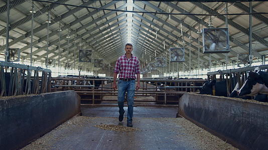 农业业主在牛棚间走动在牲畜摊位间检查奶牛视频的预览图