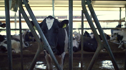 牲畜饲养现代牛棚视频的预览图