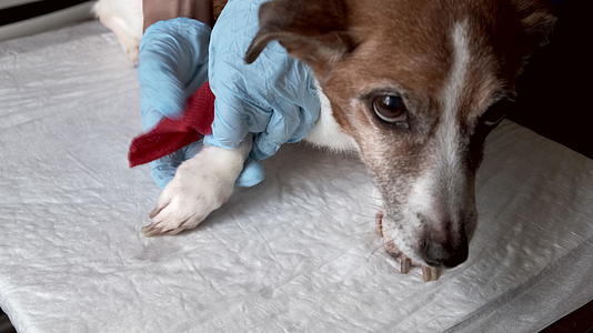 兽医为狗提供医疗援助视频的预览图