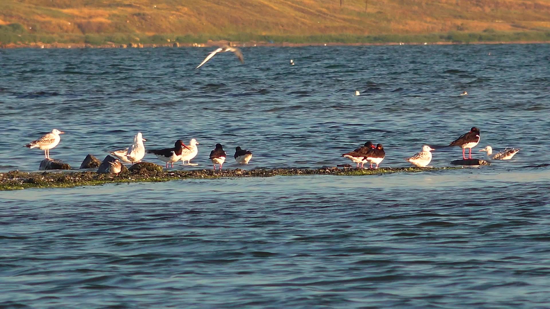 鸟类栖息在沙地岛上的河口视频的预览图