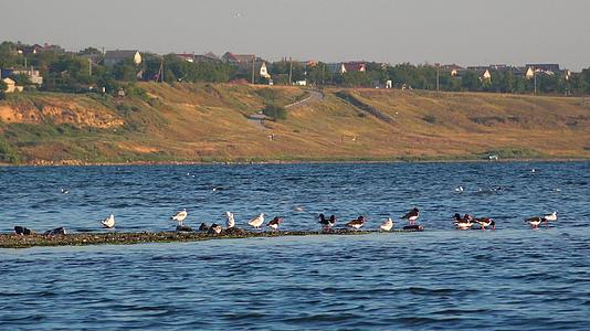 鸟类栖息在沙地岛上的河口视频的预览图