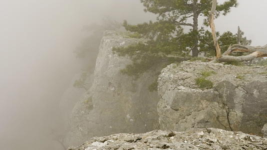 雾中悬崖边孤独的绿叶自然景观视频的预览图