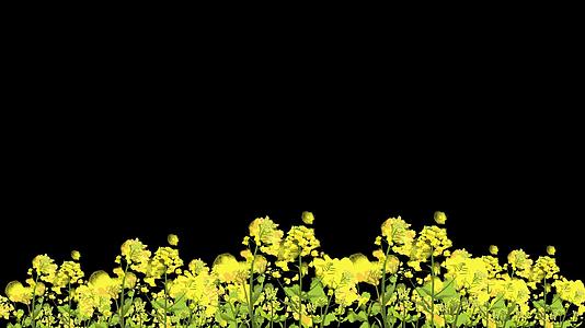 油菜花摇曳春天元素素材视频的预览图