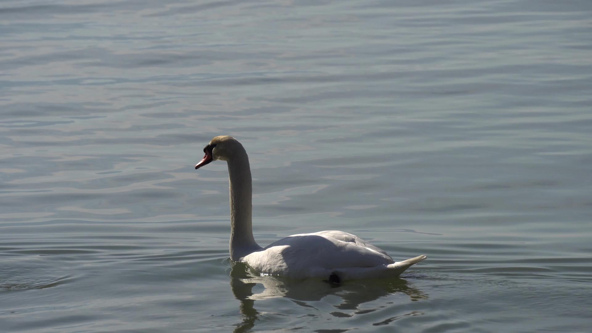 白雪天鹅漂浮在湖面上视频的预览图