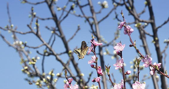 蝴蝶4在春树上k视频的预览图