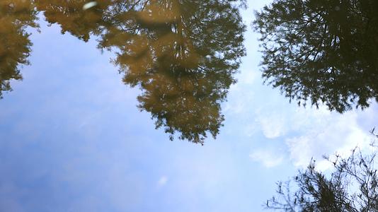 水中天空和树的倒影视频的预览图