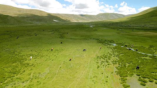 畜牧场草原河边的牛群视频的预览图
