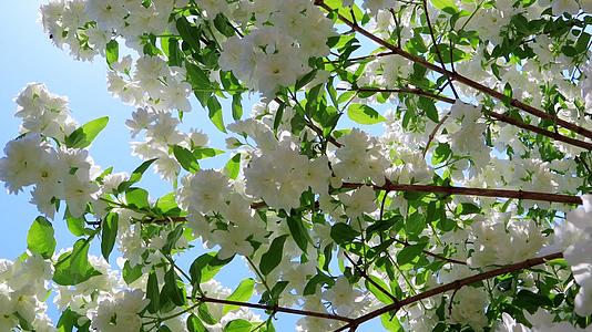 花园里郁郁葱葱的茉莉花灌木枝在蓝天背景中是白色的视频的预览图
