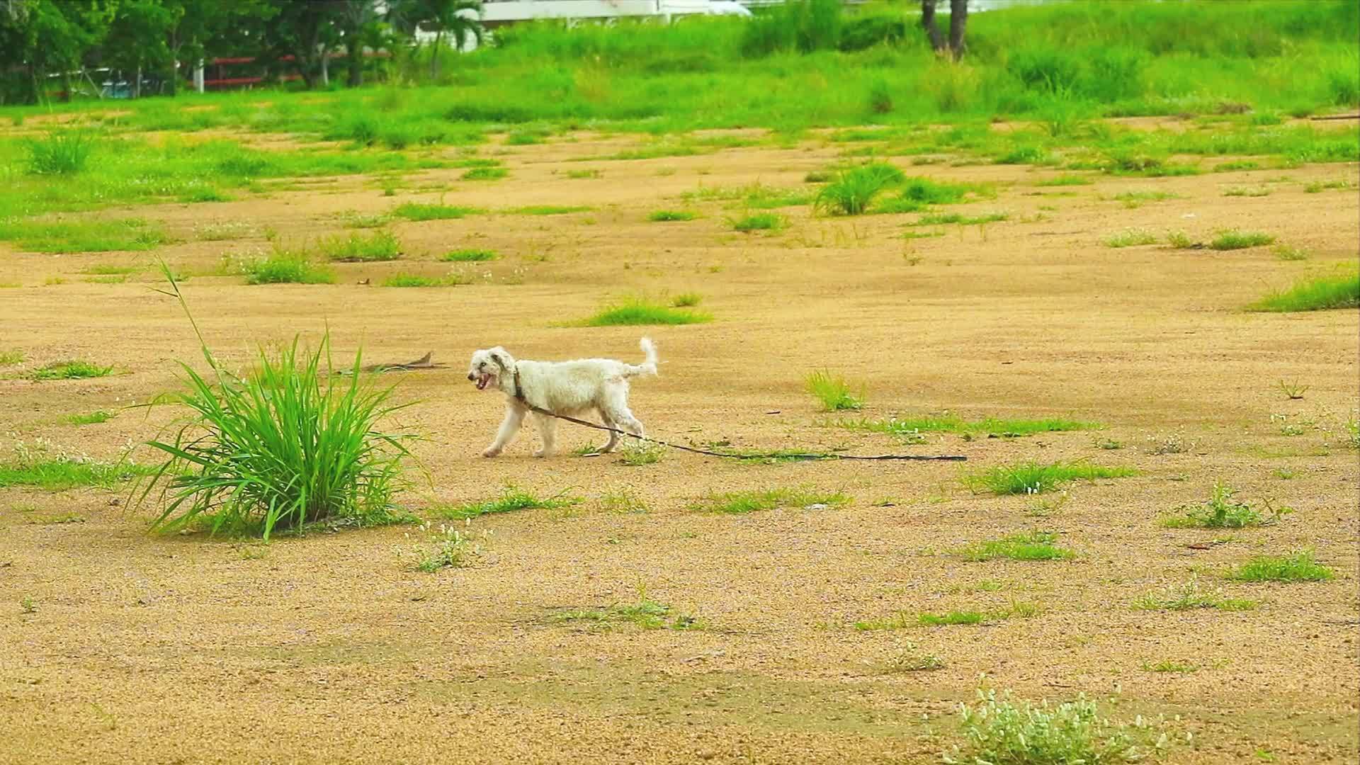 一只老狗和一只眼睛模糊的老狗被发现失去了眼睛视频的预览图