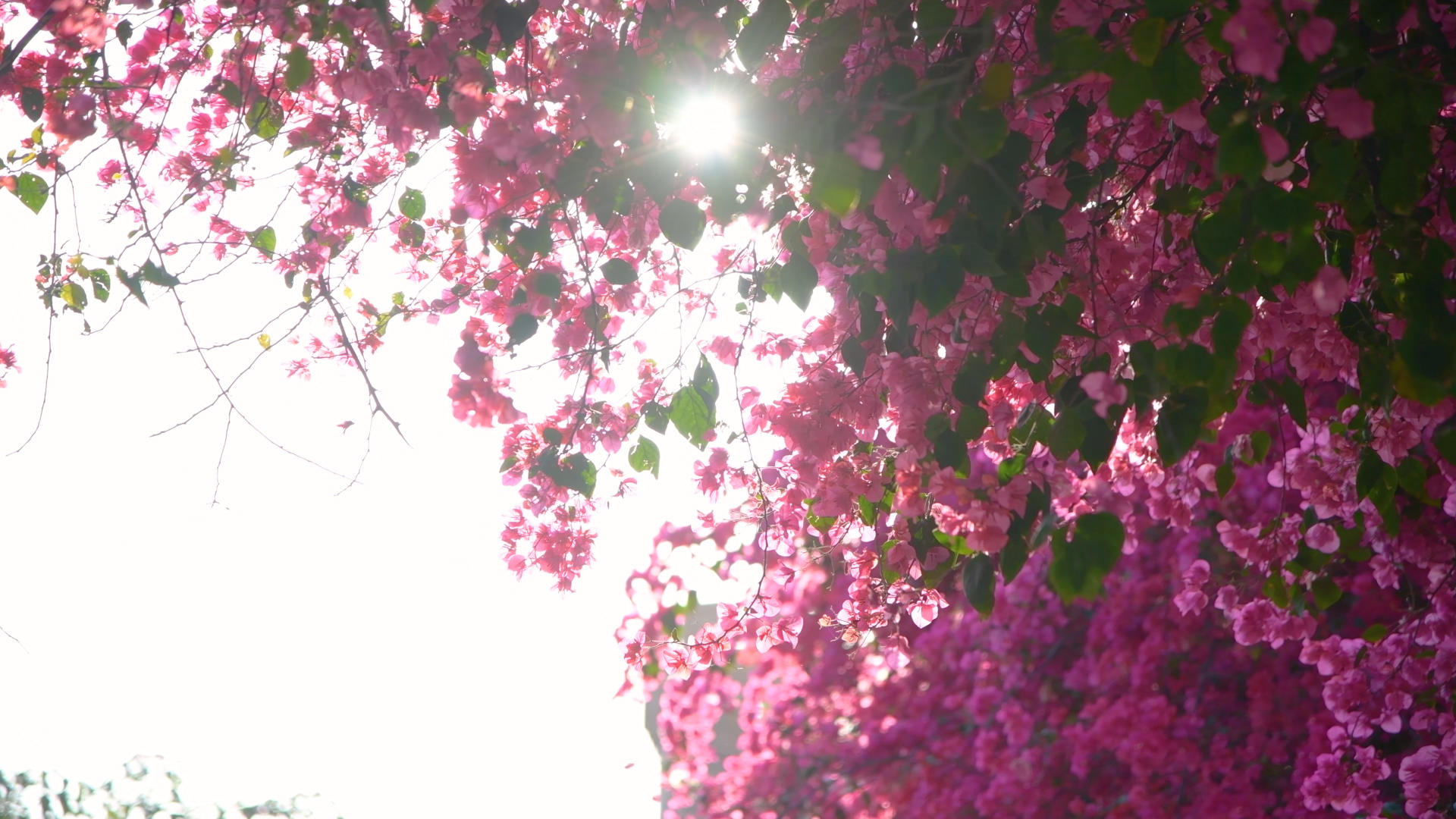 4K春天盛开的三角梅视频的预览图