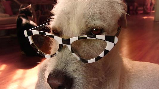 可爱的泰瑞狗戴着隐藏眼镜视频的预览图