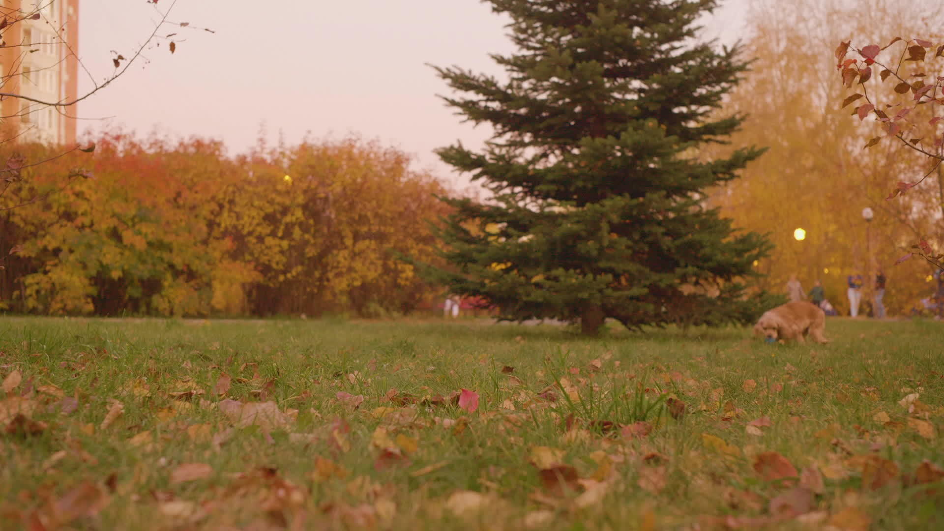 开朗的可卡犬在秋天在公园跑顽皮的狗在城市公园跑视频的预览图