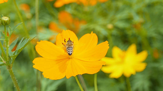 花园蜜蜂视频的预览图