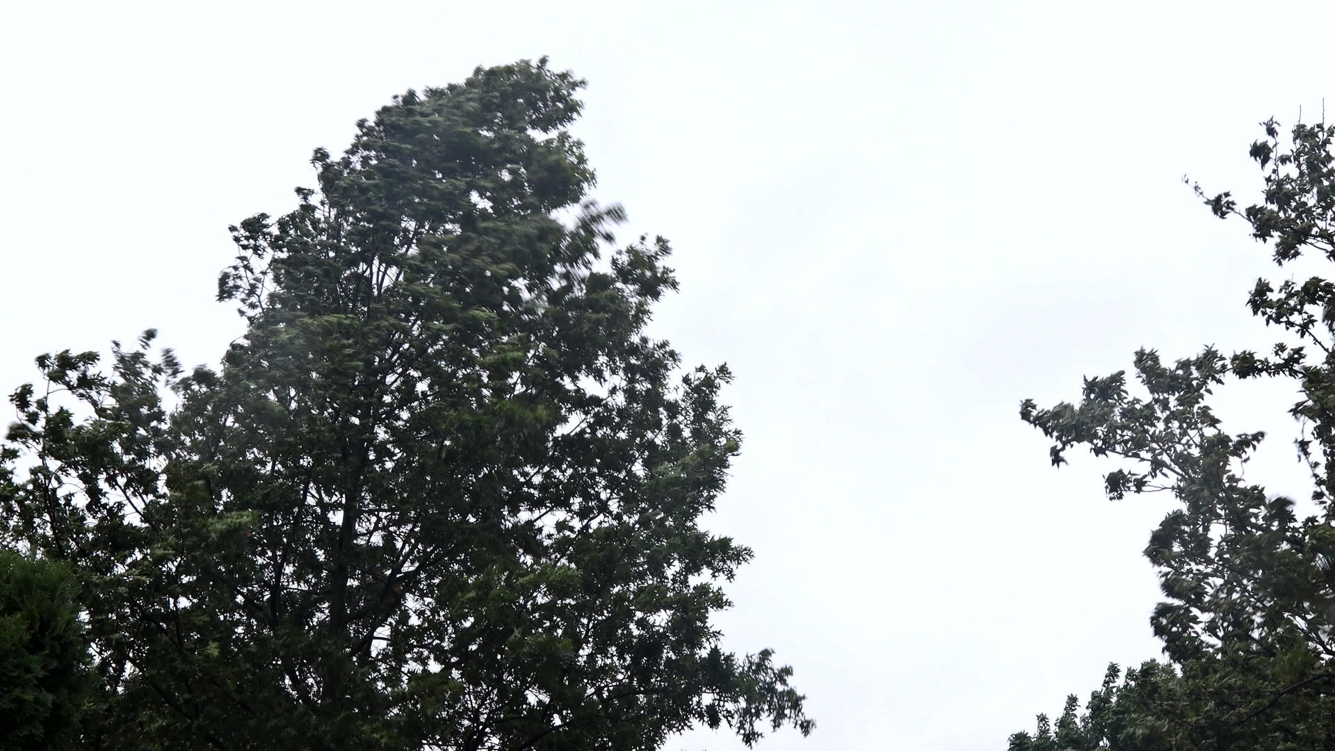 大雨下大雨时树木被风吹得很强视频的预览图