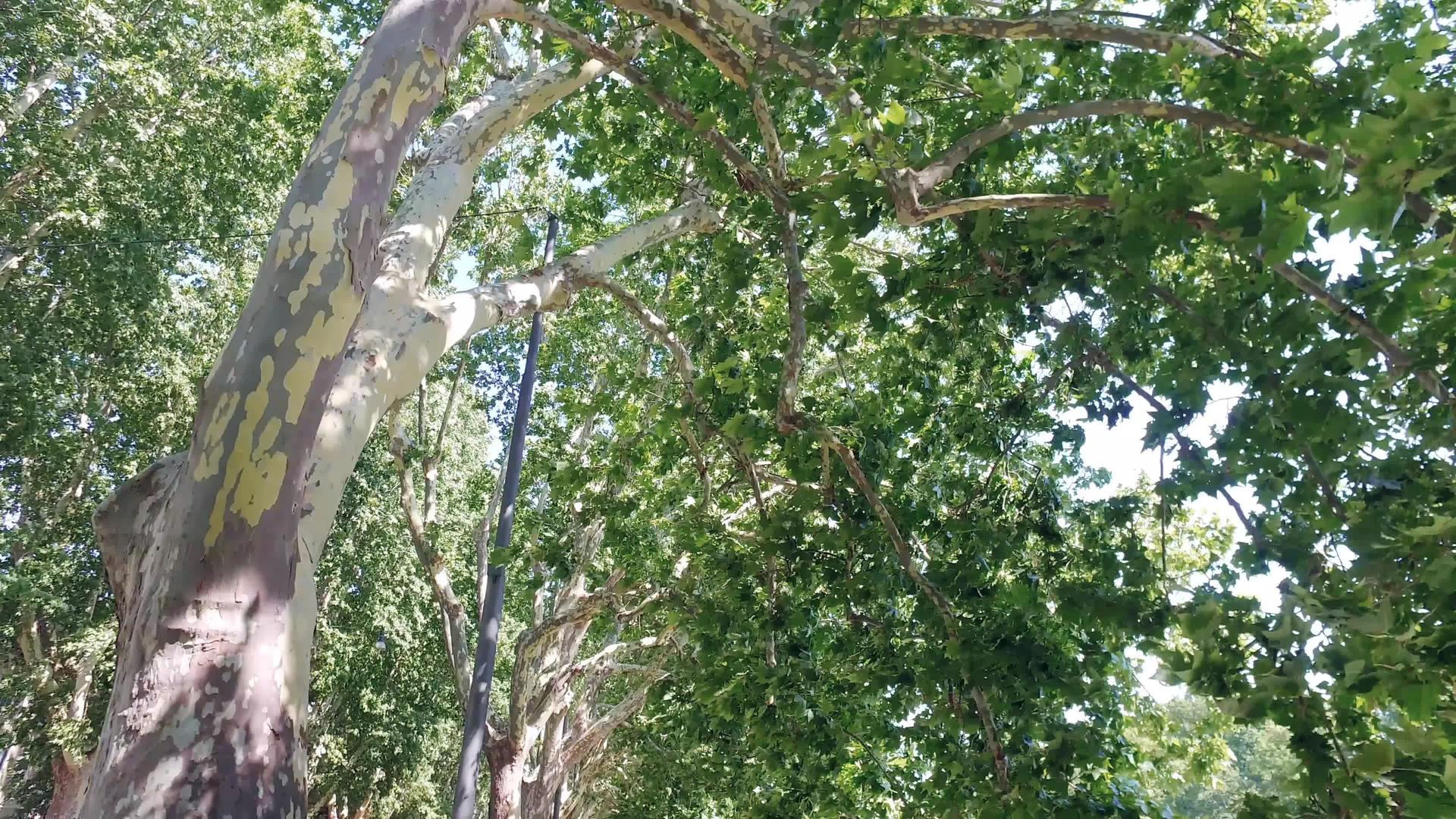 第一个视角在意大利罗马的博尔盖塞别墅公园树下移动视频的预览图