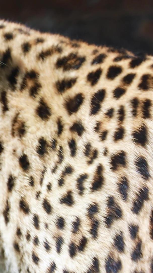 多角度近距离濒危保护动物豹素材收藏视频的预览图