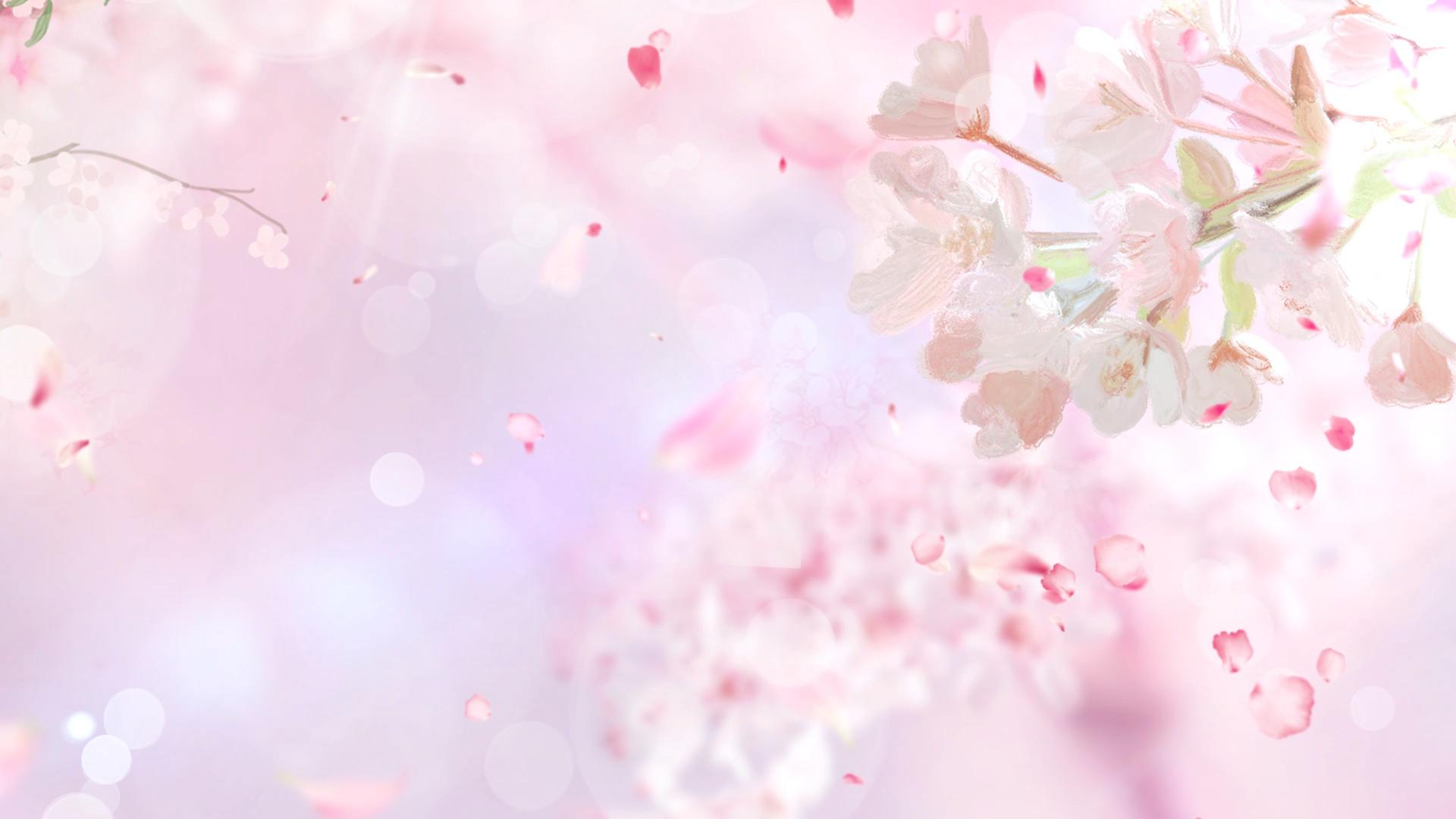 唯美樱花4K视频的预览图