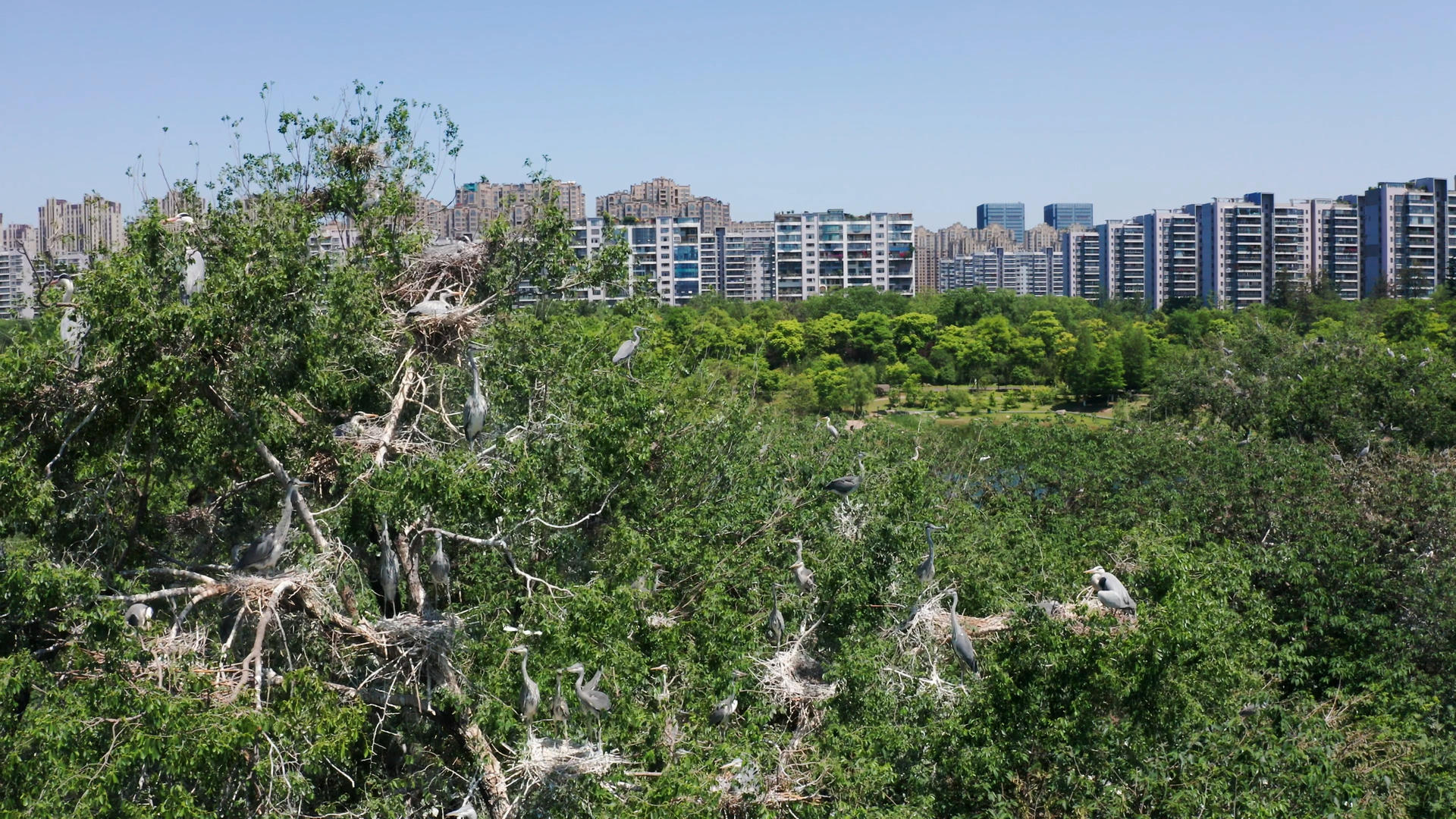 4k实拍城市绿洲枝头鸟巢白鹭视频的预览图